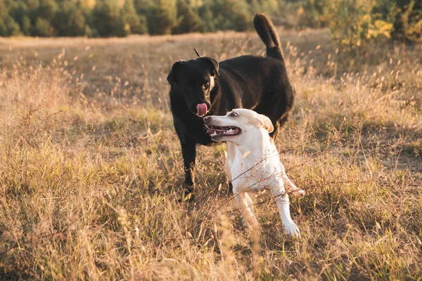 Dos Perros Jugando Naturaleza —  Fotos de Stock