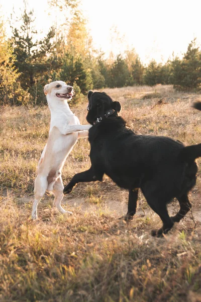 Zwei Hunde Spielen Der Natur — Stockfoto