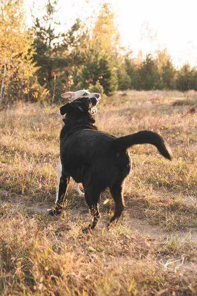 Dva Psi Hrající Přírodě — Stock fotografie