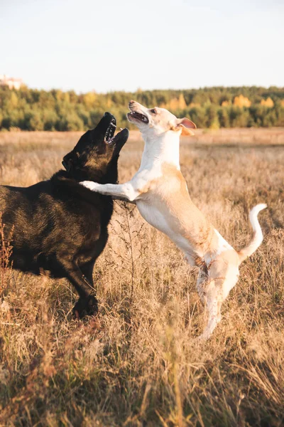 自然の中で遊んでいる2匹の犬 — ストック写真