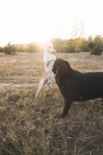 Две Собаки Играют Природе — стоковое фото