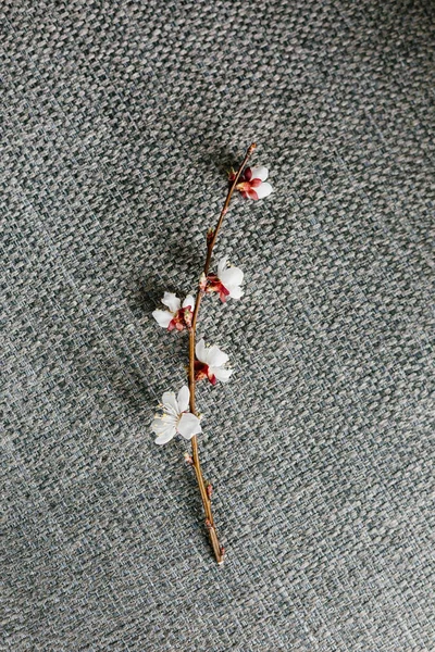 Spring Branch Cherry Centered Vertically Gray Background Light Textur — Fotografia de Stock