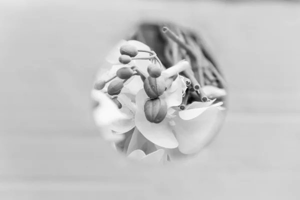 Fleur Orchidée Blanche Dans Halophone Rond Pour Inscription Postcar — Photo