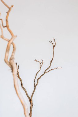 Kuru sarmal ağaç dalları konsept içerisindeki beyaz arkaplandaName