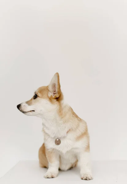 Mascota Corgi Perro Juega Enseña Comandos —  Fotos de Stock