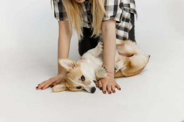 Mulher Com Animal Estimação Corgi Cão Joga Ensina Peludo Amigo — Fotografia de Stock