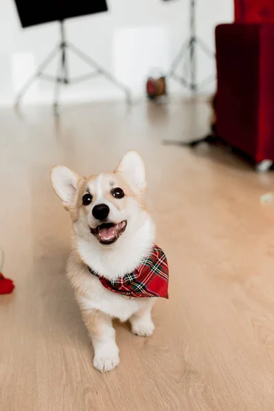 Pet Corgi Hond Speelt Leert Commando — Stockfoto