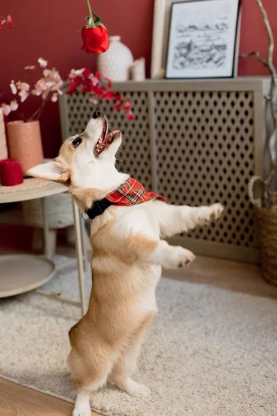 Huisdier Meisje Corgi Spelen Met Roos Bloem Hous — Stockfoto