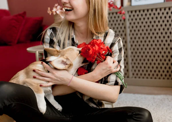 Mujer Con Una Mascota Corgi Perro Juega Enseña Peludo Amigo — Foto de Stock