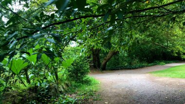 Güzel canlı İrlanda orman bir yolda yürürken 