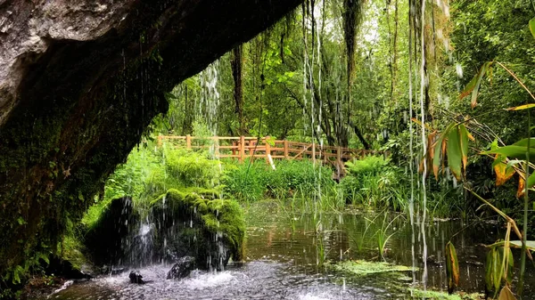 Canlı İrlanda ormandaki güzel gür şelale