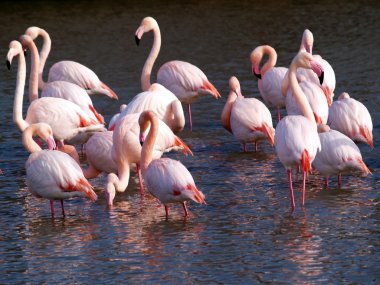 pembe flamingo