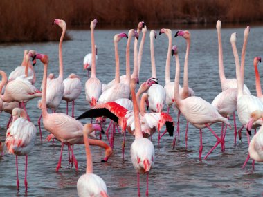 pembe flamingolar