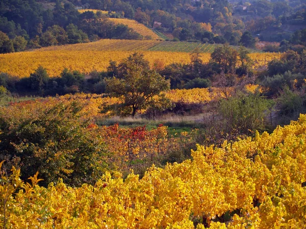 Paisagem da vinha no outono — Fotografia de Stock