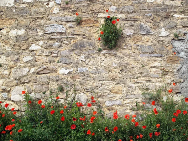 Papoilas vermelhas no fundo de tijolo — Fotografia de Stock