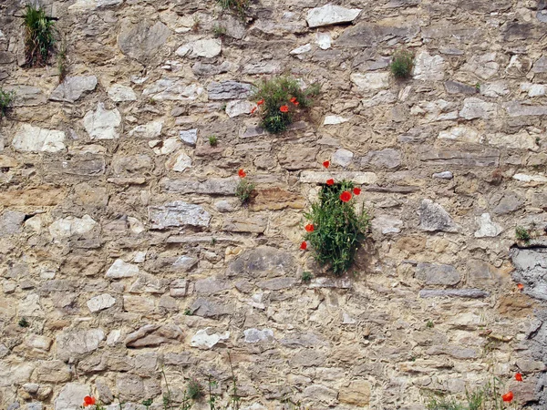 Red poppies on brick background — Stock Photo, Image