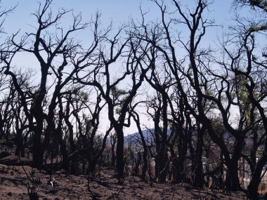 Yangınlar, İspanya: doğal afet
