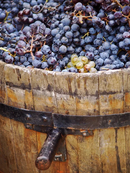 Zbioru winogron. — Zdjęcie stockowe