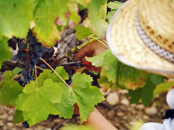 Boy harvesting the grape — Stock Photo, Image