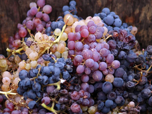 Colheita de uvas . — Fotografia de Stock