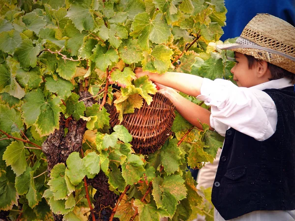 Festa della vendemmia nel villaggio di chusclan, a sud di Fran — Foto Stock