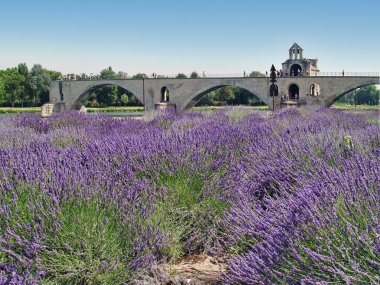 Pont d'Avignon, France clipart