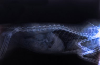 bir kedinin Xray