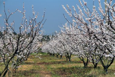 Sakura bahar çiçekleri Bahar üzerinde