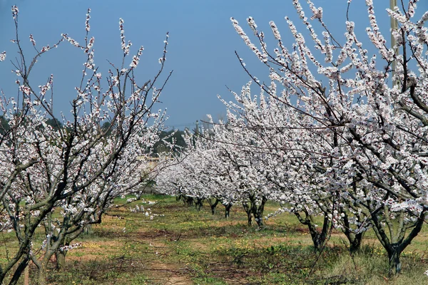 Весной цветет весна Сакура — стоковое фото