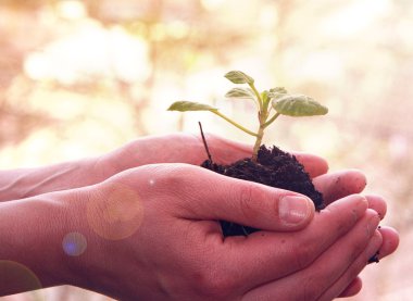 genç bitki tutan eller