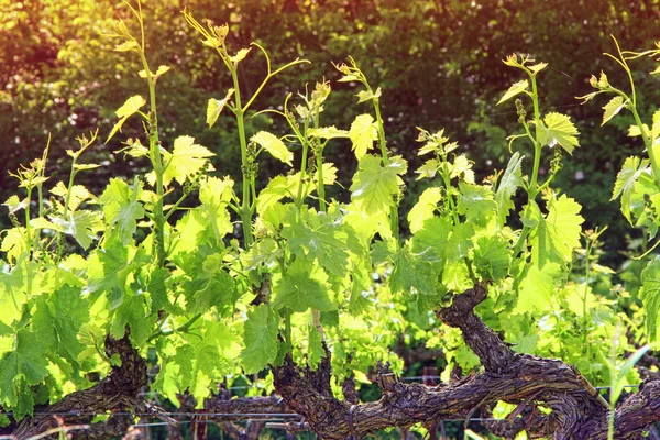 Выращивание винограда — стоковое фото