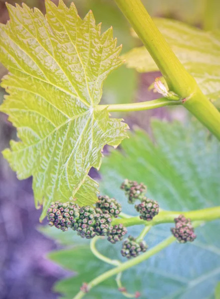 Cultivo de uvas: Primavera Viña Primer plano — Foto de Stock