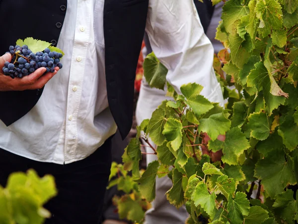 Harvesting grapes — Stock Photo, Image