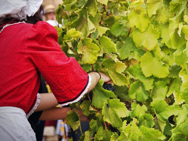 Harvesting grapes — Stock Photo, Image