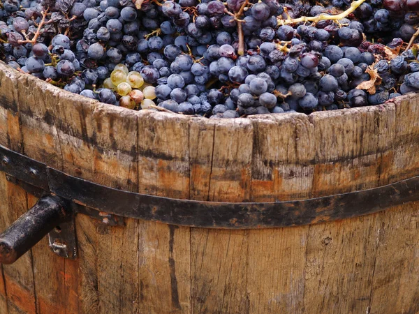 Cosecha de uvas — Foto de Stock