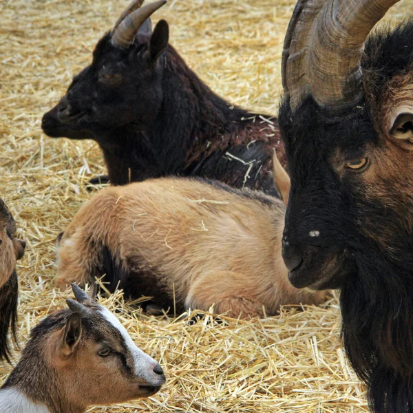 Goats at the farm — Stock Photo, Image