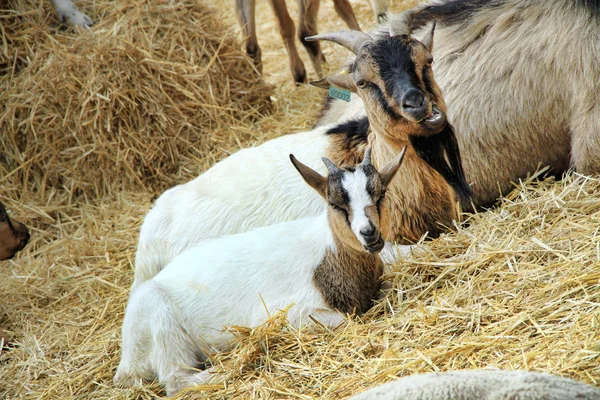 Goats at the farm — Stock Photo, Image