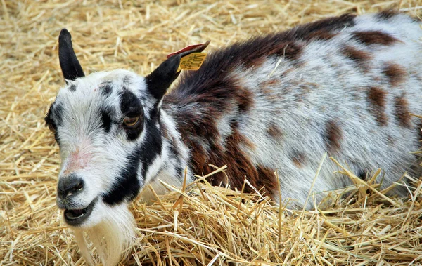 Baby Goat at the farm — Stock Photo, Image