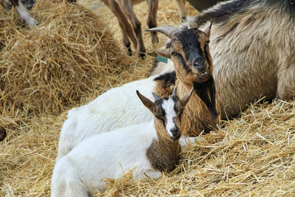 Goats at the farm — Stock Photo, Image