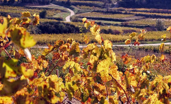 Paisagem da vinha no outono — Fotografia de Stock