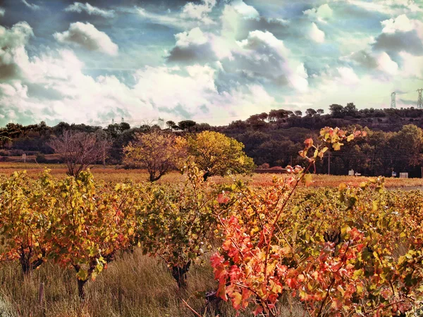 Paisagem da vinha no outono — Fotografia de Stock