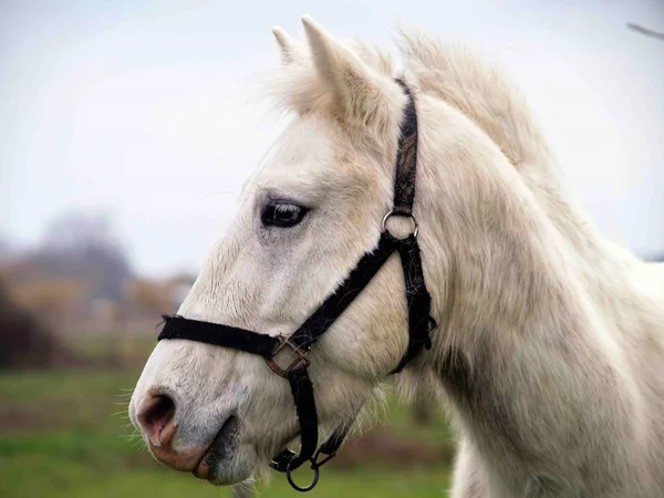 Retrato de cavalo branco — Fotografia de Stock