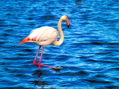 pembe flamingolar camargue Milli Parkı, Fransa