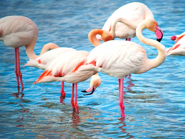 Pink flamingos Camargue National Park, France — Stock Photo, Image