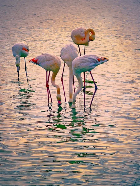 Pembe flamingolar camargue Milli Parkı, Fransa — Stok fotoğraf