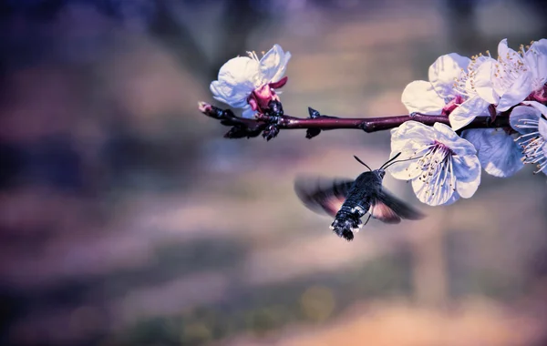 Hummingmoth 授粉一朵花 — 图库照片