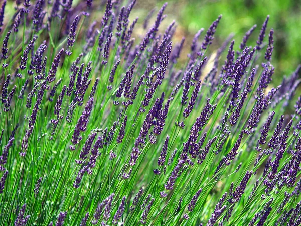 Campo cultivado de lavanda na Provença — Fotografia de Stock