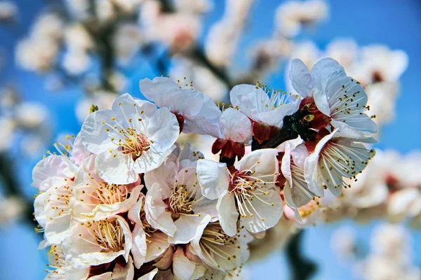 Весна: Цветущая вишня — стоковое фото