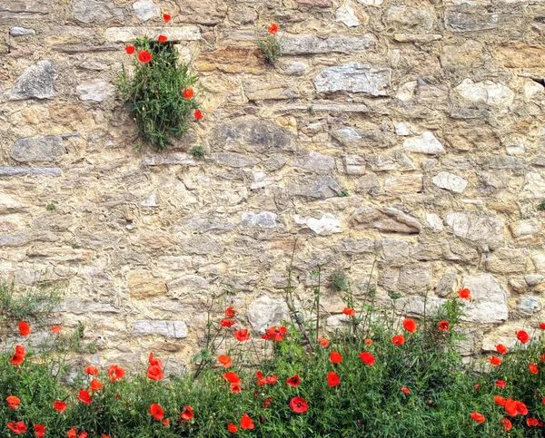 Coquelicots rouges sur fond de brique — Photo