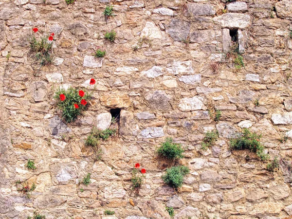 Papoilas vermelhas no fundo de tijolo — Fotografia de Stock